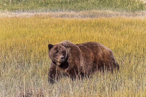 Jones, Adam 아티스트의 Adult female grizzly bear crossing grassy meadow-Lake Clark National Park and Preserve-Alaska작품입니다.